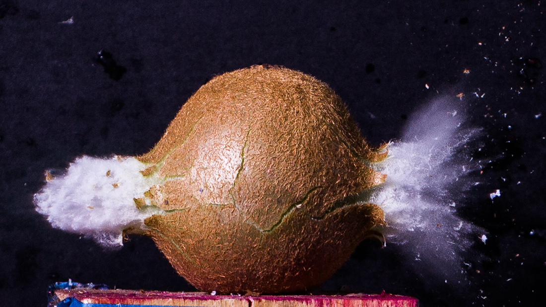 A photo of a bullet going through a kiwi.